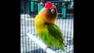 Download lagu Audio masteran Lovebird Kusumo durasi panjang 4 jam nonstop mp3