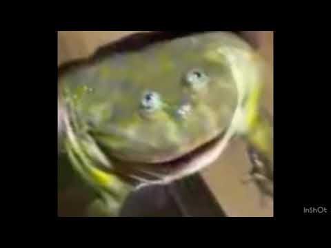 Screaming Frog Tribute - Enter the Battletoad 