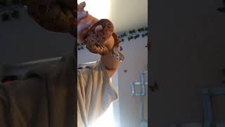 Corn Snake Reptiles Videos