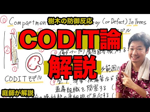 木の象徴について詳しく解説