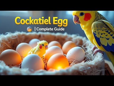 How to Take Care of Cockatiel Eggs 🥚🦜 | Complete Guide