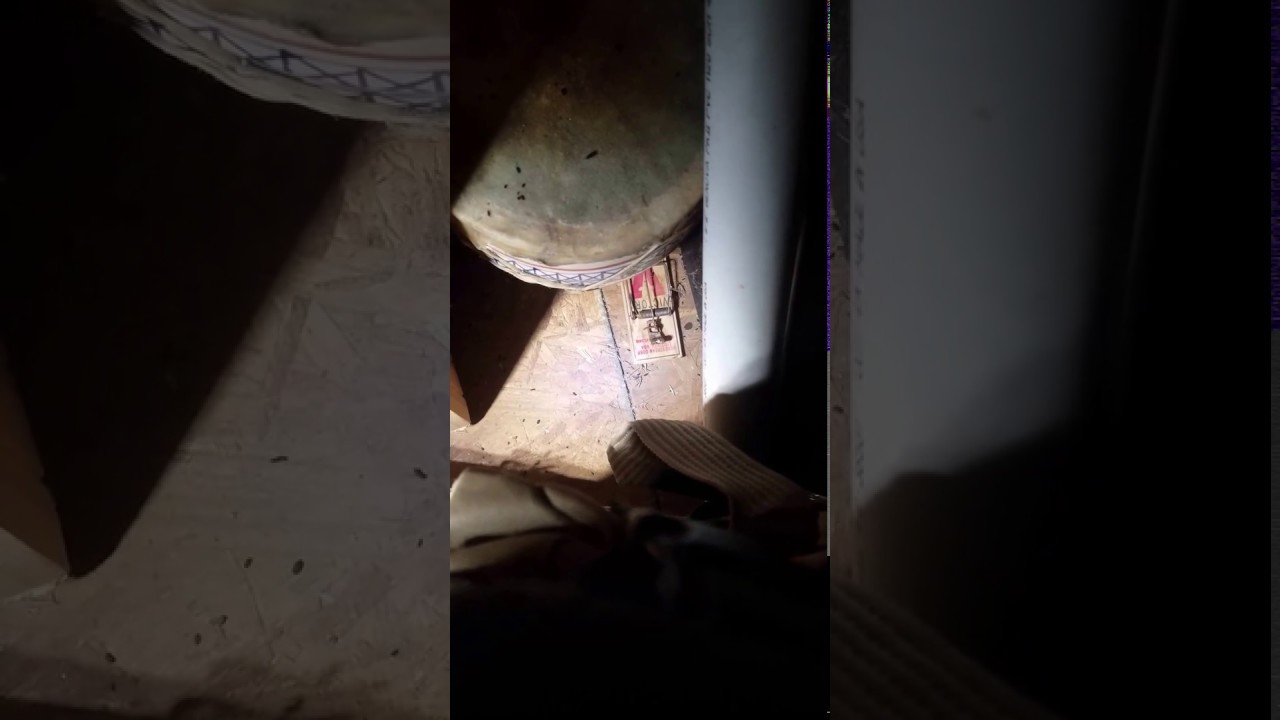 Old school mouse traps work the best.