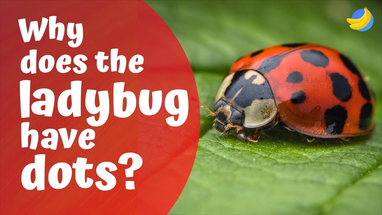 What do the dots on a ladybug mean? Zandex