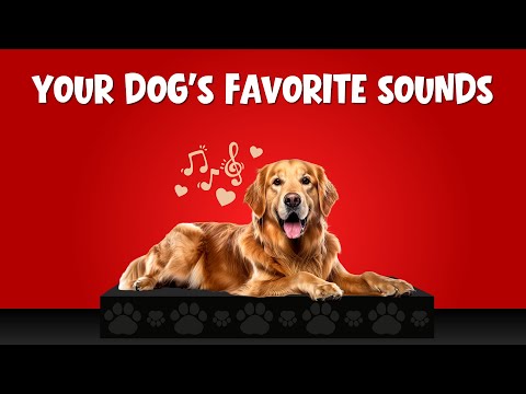 Play This! Your Dog's Favorite Sounds 🐶 10 Sounds Dogs Love