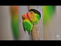 LOVE BIRDS Love Birds WhatsApp Status