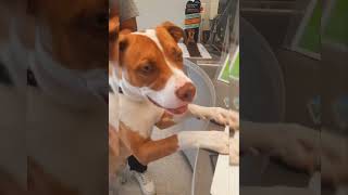 His first grooming appointment at PetCo 🐾🐾 ✂️ 🛁
