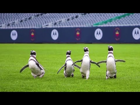 ペンギンがソルジャーフィールドに侵入 (Penguins invade Soldier Field)