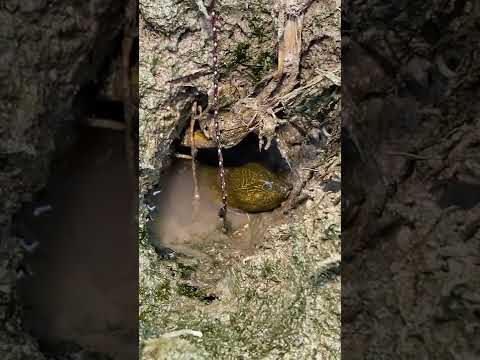 Best Eel Fishing | Eels Fish Searching Under Deep Mud | Catching Eels By Hand In Mud