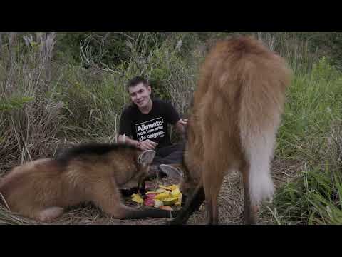 LOBO-GUARÁ, ELE COME DESDE CASCAVEL ATÉ MANGA! |TIAGO JÁCOMO
