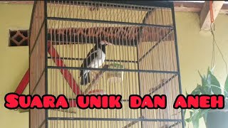 Download lagu Suara burung jalak uren #Suara aneh dan unik #jalaksuren mp3