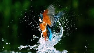 Amazing Kingfisher Birds whatsapp  status (by MK R