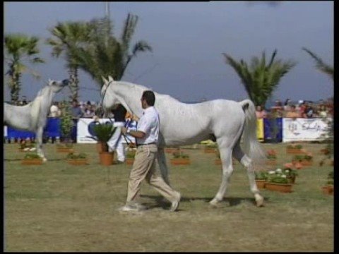 cavallomania tv p52 roberto zaniboni