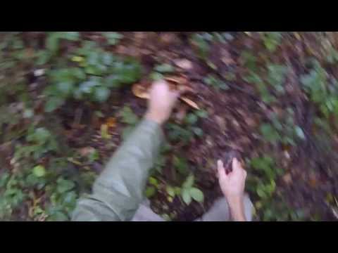 cogumelos nas montanhas suiça