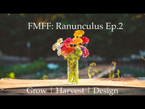 Five Minute Flower Friday - Ranunculus | Ep.2 | Almost Everything to Know to Grow, Harvest & Design.