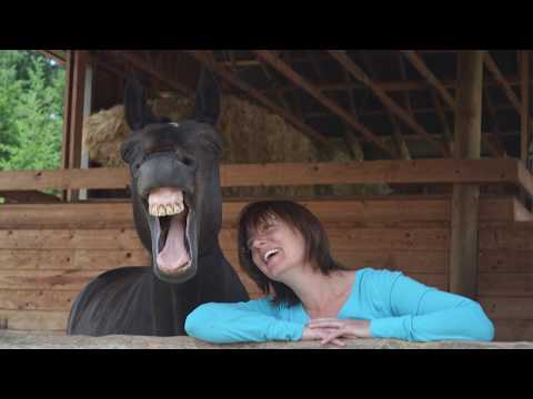 Horses Laughing