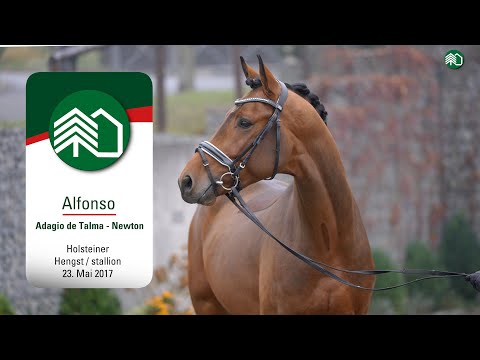 Gestüt Tannenhof’s Christmas Auction: Alfonso Hengst v. Adagio de Talma - Newton
