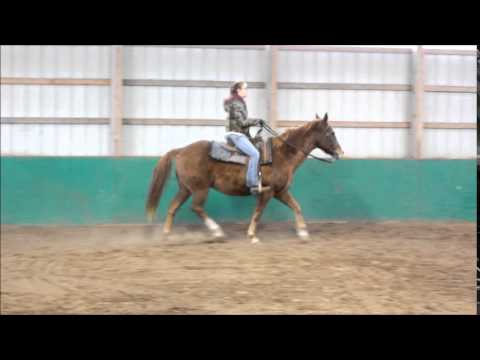 Manny - For Sale, 11YO Sorrel Gelding