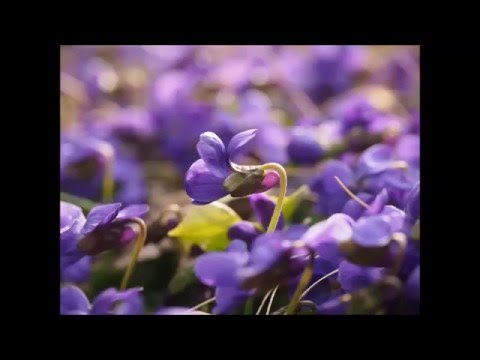 Dinka & Inpetto vs. Fragma - Violet's Miracle (Myon & Shane 54 Mashup)