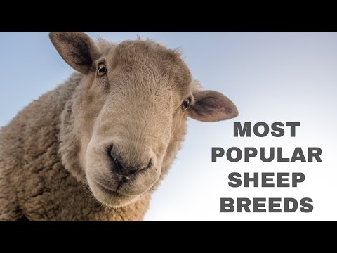 , title : 'What are Some of the Most Popular Sheep Breeds?'