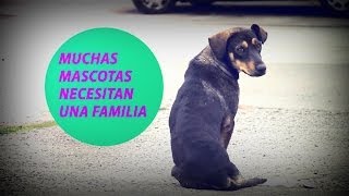 preview picture of video 'CLÍNICA VETERINARIA MUNICIPAL - TE ESTAMOS ESPERANDO'