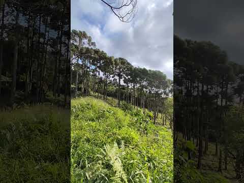5.000m² em Campina Grande do Sul,vista pra represa do Capivari R$150 mil.