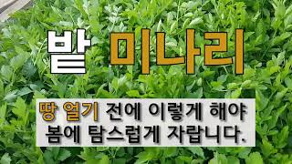 밭 미나리 땅 얼기 전에 이렇게 해야 내년 봄에 탐스럽게 자랍니다. #주말농장 #미나리 가꾸기 #텃밭 관리.