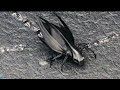 The Day Earth Stood Still Scene HD Movie Clips