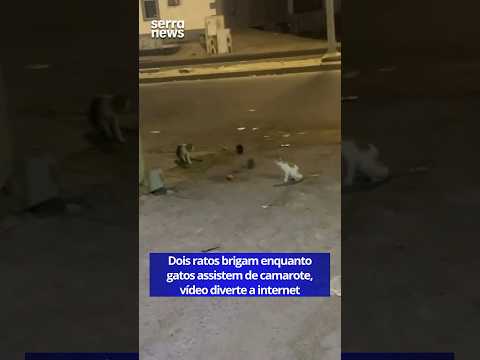 Gatos assistem, ratos duelam: vídeo viraliza na web.