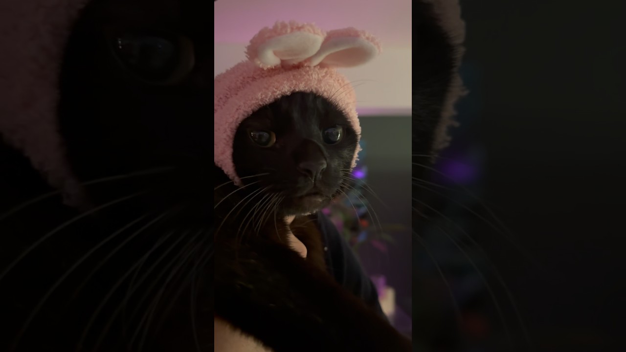 【にゃんず】可愛い宝物達