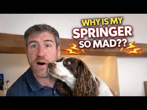 Are all Springer Spaniels MAD? 