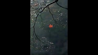 Don&#39;t Count The Rainy Days : Michael Martin Murphy