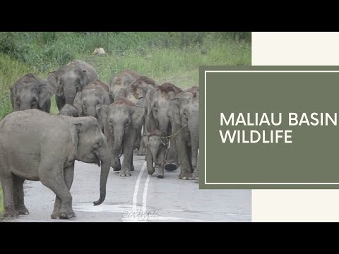 MALIAU BASIN WILDLIFE