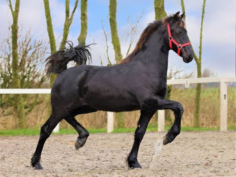 Stal Okkema's Richt - Eise x Wierd - mare - 2021