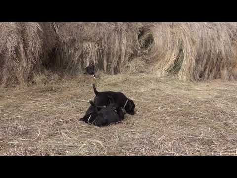 Puppies Playing Together