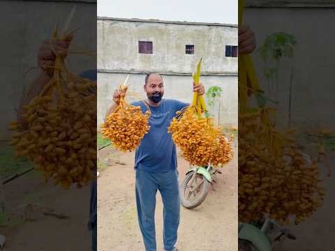 Papa, bring bitte Datteln mit 🥰