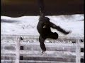 Classic Sesame Street Chimps Playing