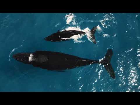 Baleia Jubarte Nadando Com Filhote Em Abrolhos