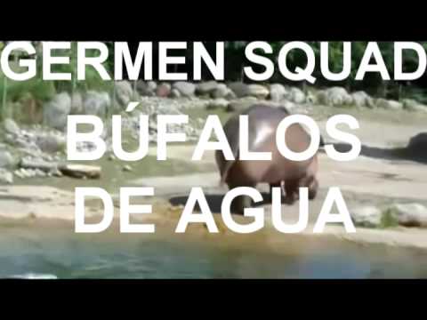 BÚFALOS DE AGUA - GERMEN SQUAD MEMBERS - GSM