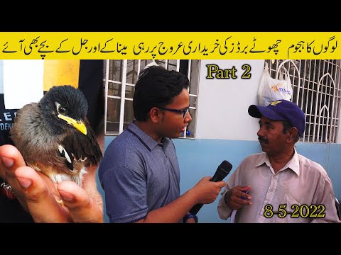 Lalukhet Birds and Parrots Market 8-5-2022 Karachi (Part 2) Unique Birds and Parrots