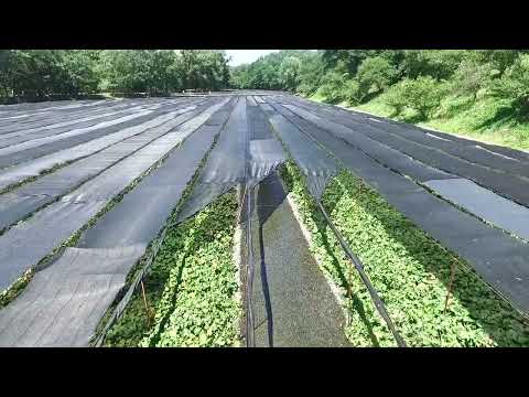 空から見た大王わさび農場