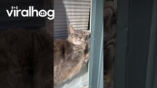 Music video thumbnail preview for Clementine the Cat Takes Awkward Window Nap || ViralHog by Bedhead