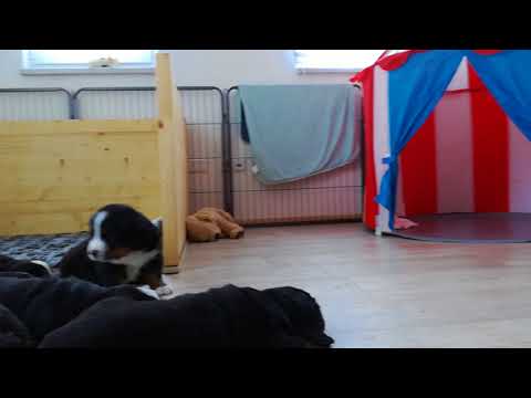 Paula Print zu Besuch bei neun Hundewelpen