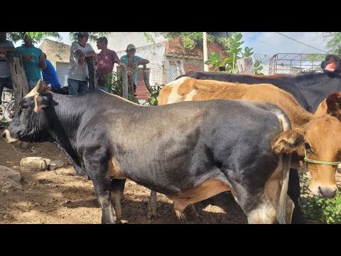 FEIRA DO GADO DE NEGRAS DISTRITO DE ITAIBA PE 21/04/2026