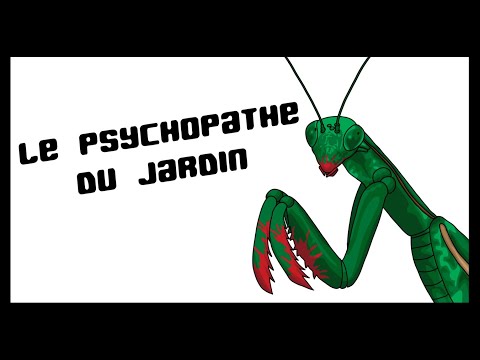 Les cassos de la nature 4 - La mante religieuse