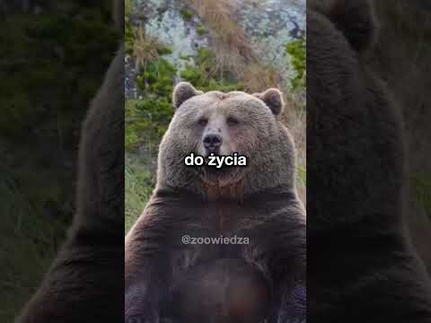 jak wygląda niedźwiedź po hibernacji?