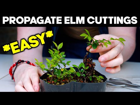 Propagate Chinese Elm from Cuttings for Bonsai 🌱*EASY*