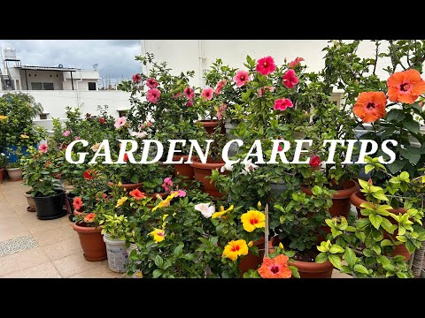 🔴GARDEN CARE TIPS/HIBISUS CARE/FERTILISERS TO GET MORE FLOWERS...
