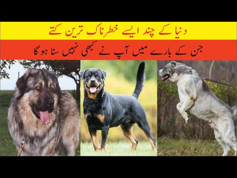 Most dangerous and ban dog breeds in the world| Abdul waris official.