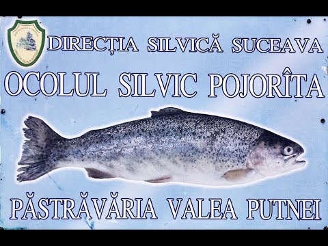 Păstrăvăria VALEA PUTNEI (Bucovina, România)