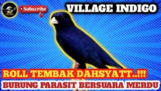 Download lagu Village Indigo - Kecil, Hitam, Merduu... mp3